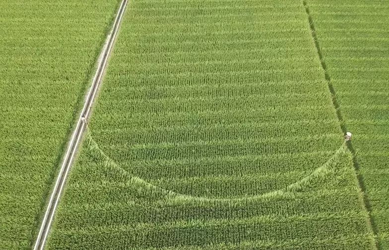  菲尔特青训硕果累累，本土小将建功助力保级